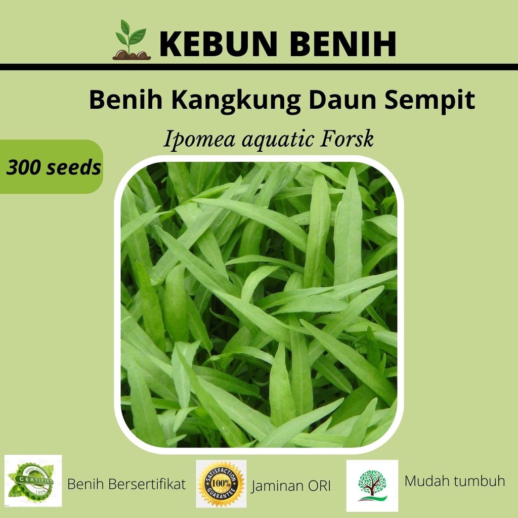 300 Benih Kangkung Daun Sempit LARIS Adaptasi Tinggi Kualitas Unggul