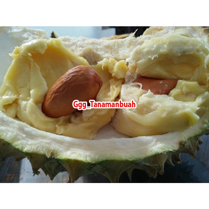 Bibit Durian Monthong Unggul Super Okulasi Cepat Berbuah