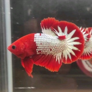 Image of plakat fccp red head clean merah putih sepasang