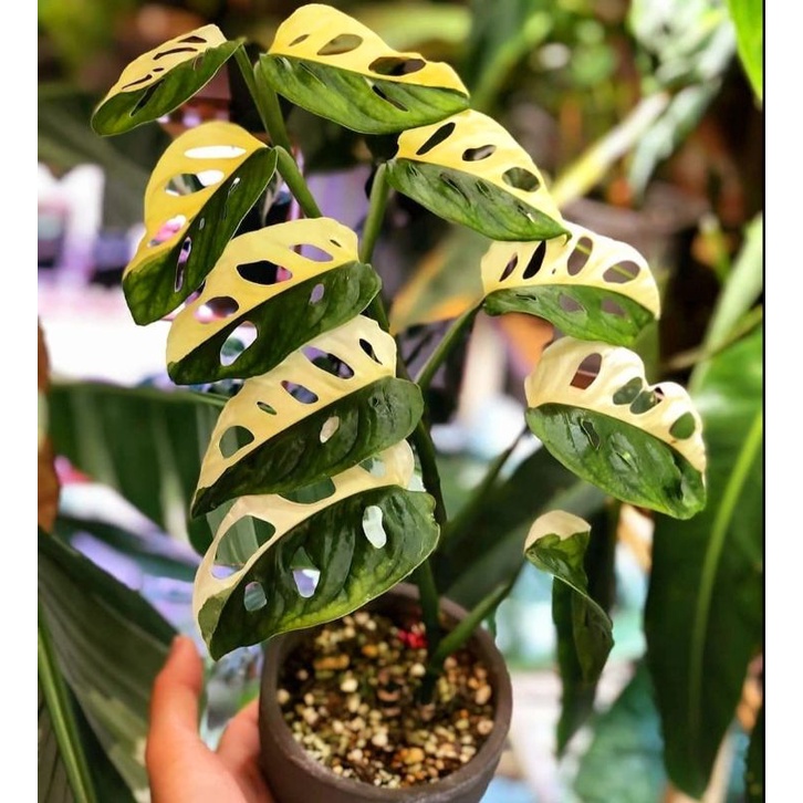 Tanaman hias Halfmoon adansoni monstera / monstera varigata / Florist Nursery