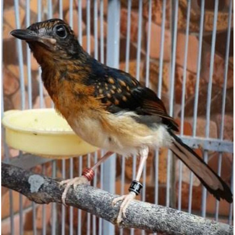 MURAI BATU MEDAN SUPER TROTOL (PREDIKSI JANTAN)