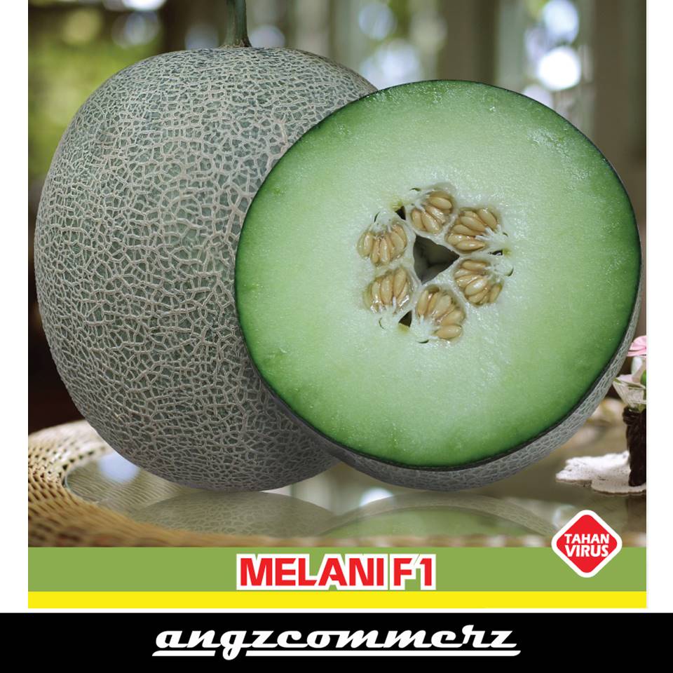 

BINTANG ASIA Melon Hijau Melani F1 10 Seeds