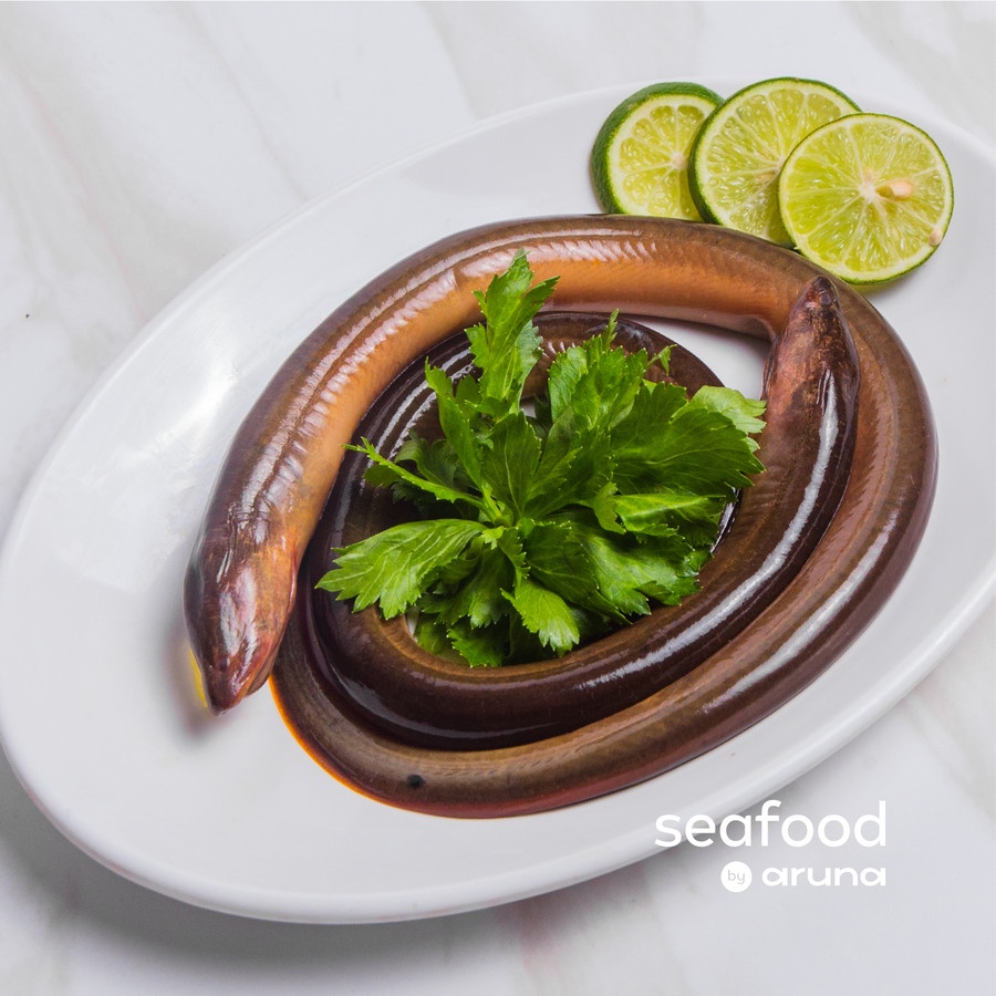 

belut fillet frozen 500 gr