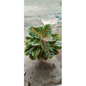 aglonema big papa rumpun