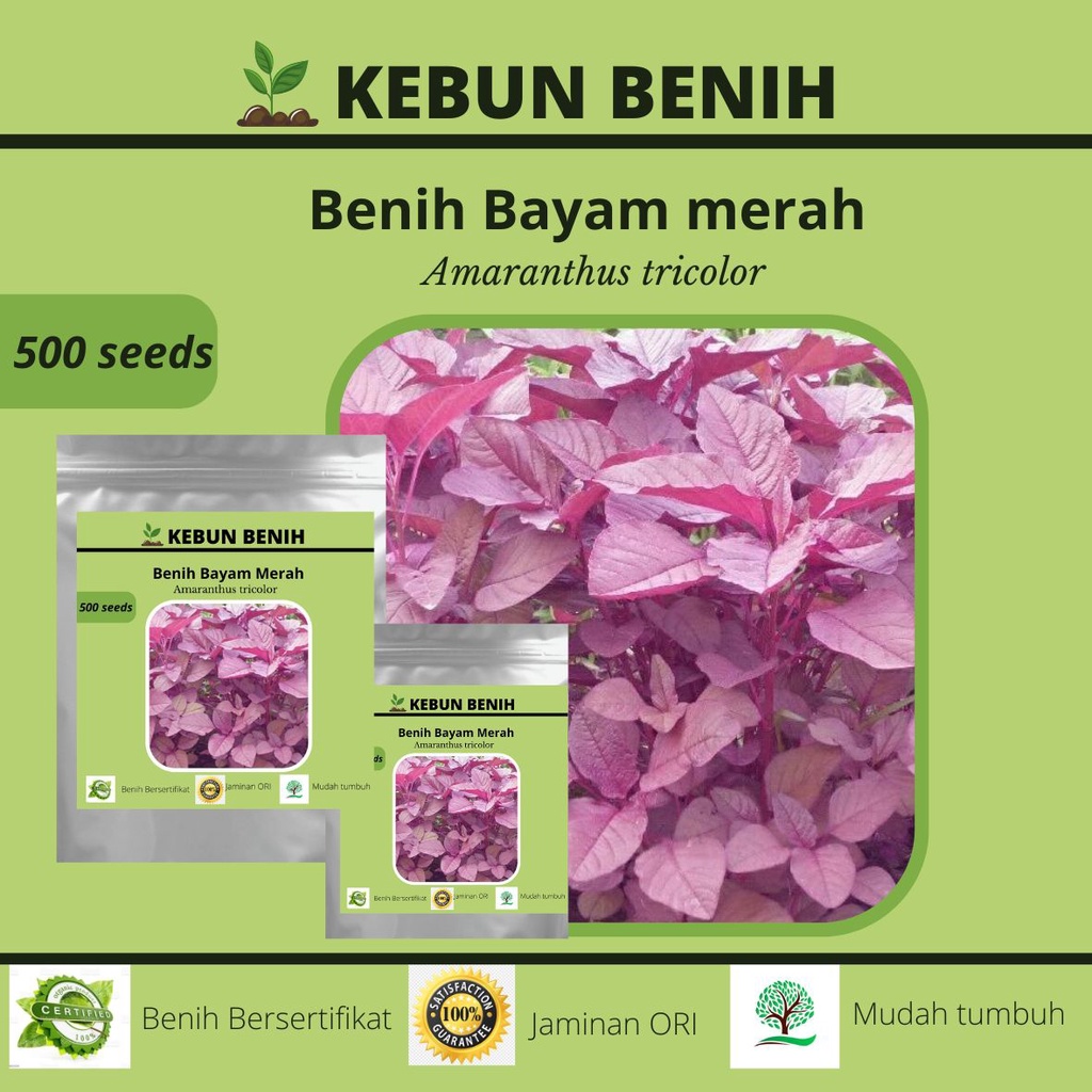 500 Benih Tanaman Bayam Merah/ Benih Bayam Merah Red Kualitas Unggul