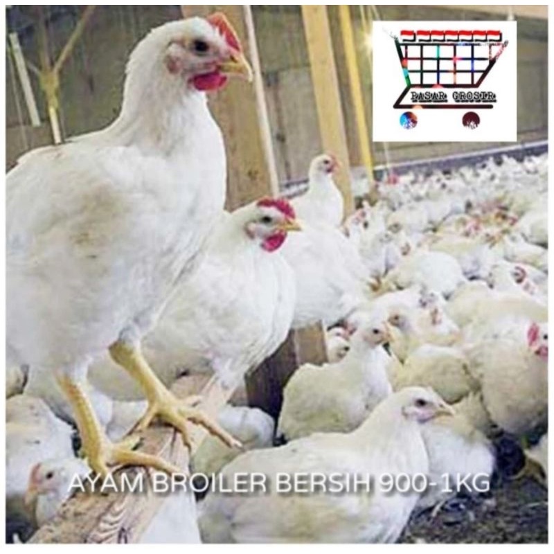 

ayam broiler bersih berat 900-1 kilo gram