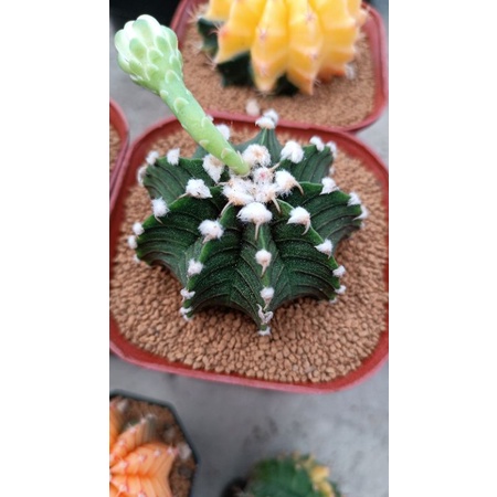 LB vos 104a seedling