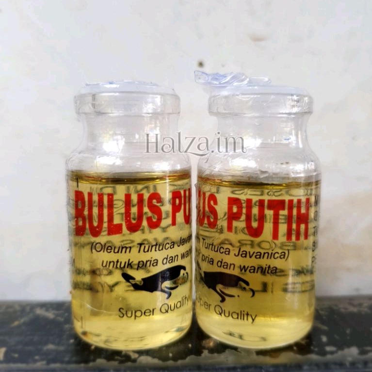 MINYAK BULUS PUTIH ORIGINAL BANYAK KHASIAT