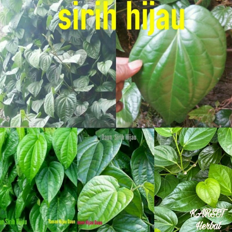 Jual Daun Sirih Hijau Segar Perhelai Shopee Indonesia