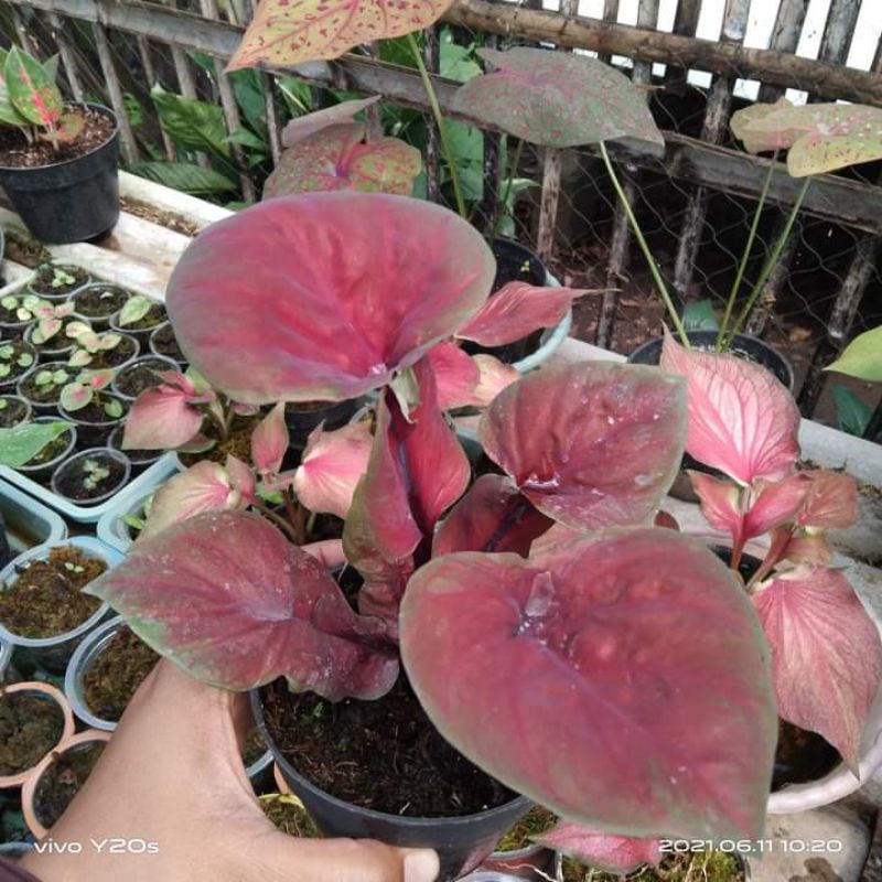 caladium hybrid daun ganda