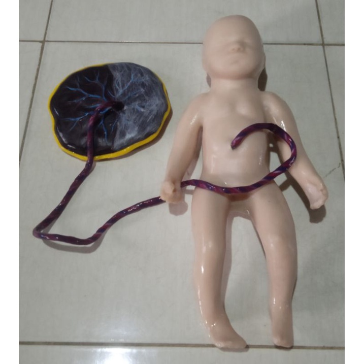 Manikin/Phantom /Bayi Plasenta silicone