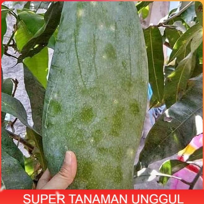 Harga promosi Bibit Tanaman Buah Mangga Mahatir Super Unggul murah VIRAL