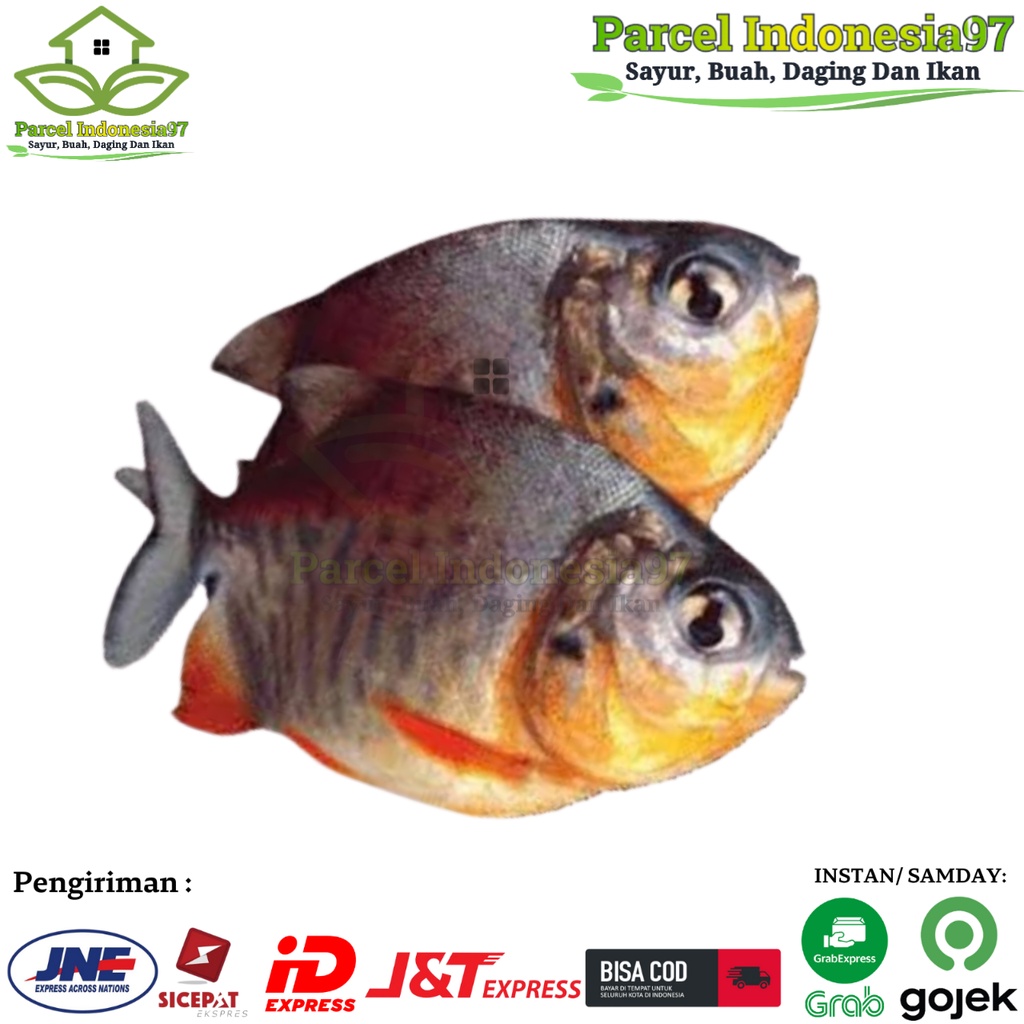 

Ikan bawal air tawar/ pasar bersih/ pasar murah Segar