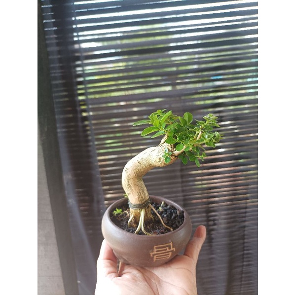 bonsai mame sancang