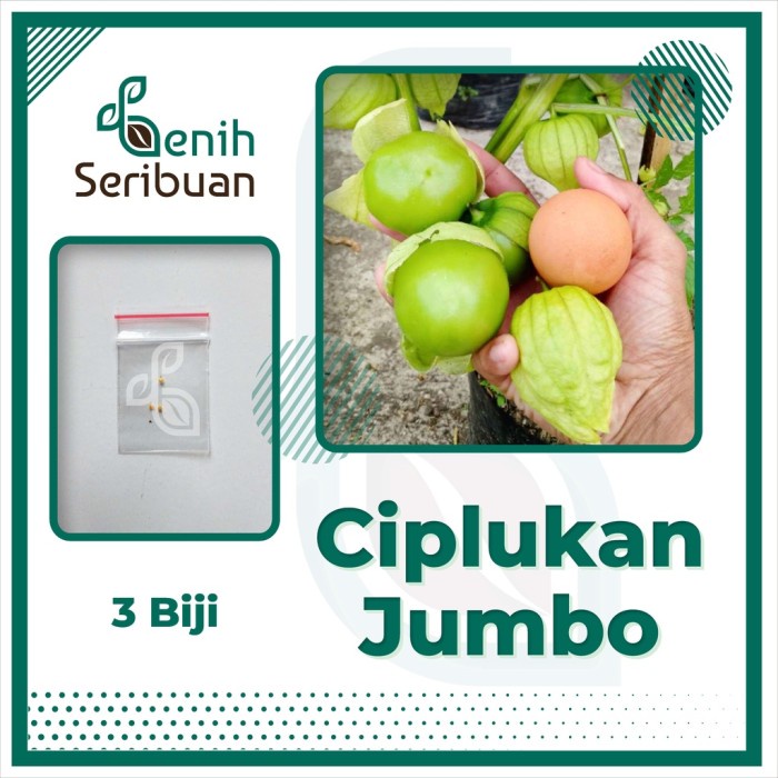 3 Benih Ciplukan Jumbo Morel Berry Hijau Bibit Tanaman Buah Buahan . VIRRALL B1