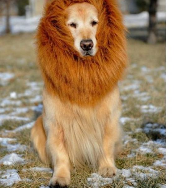 Dog Lion Wig kostum Size XL Wig Singa untuk kucing / Anjing BESAR - Putih
