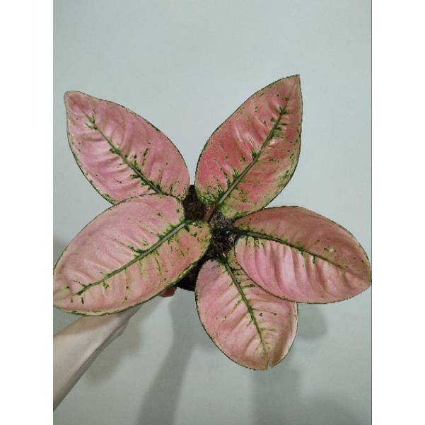 AGLAONEMA RUBY FANTA