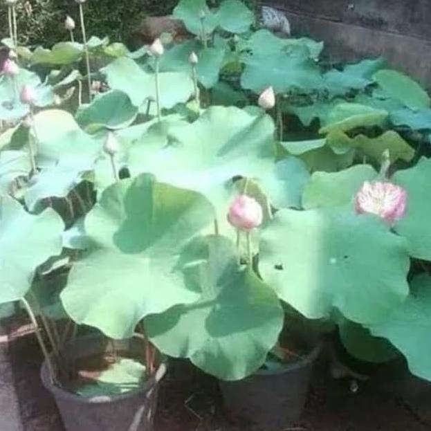 tanaman air lotus/ bunga lotus