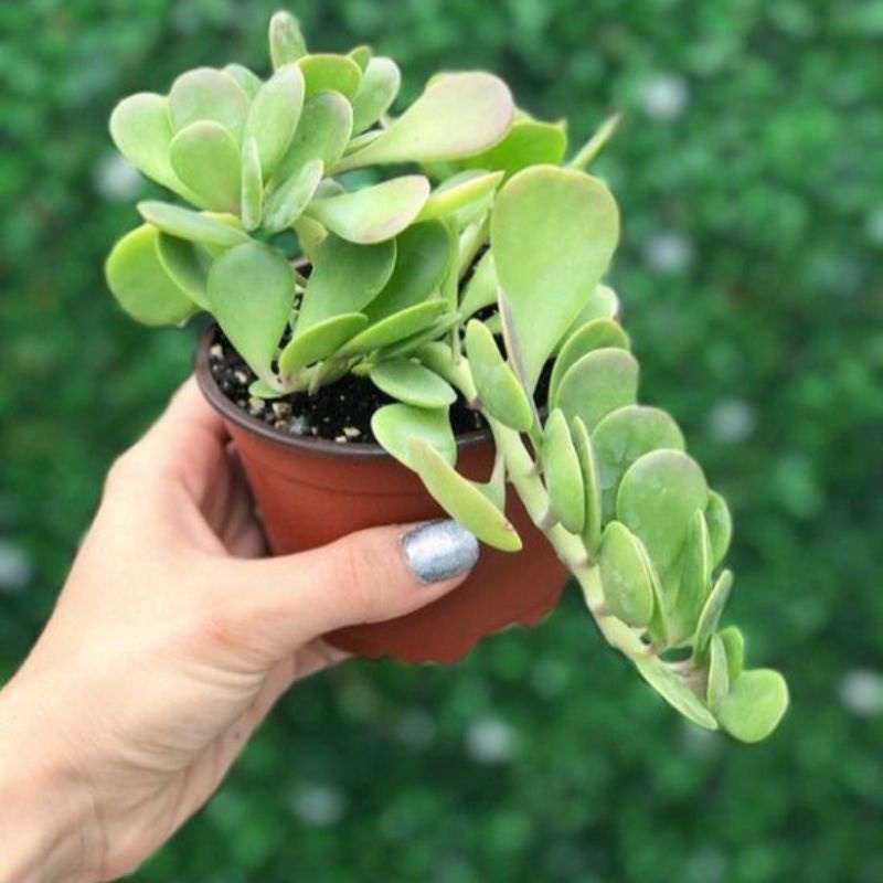 Sukulen Trailing Jade Plant / Jade Gantung