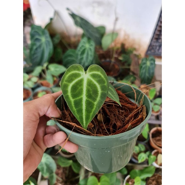 Anthurium clarinervium hybrid