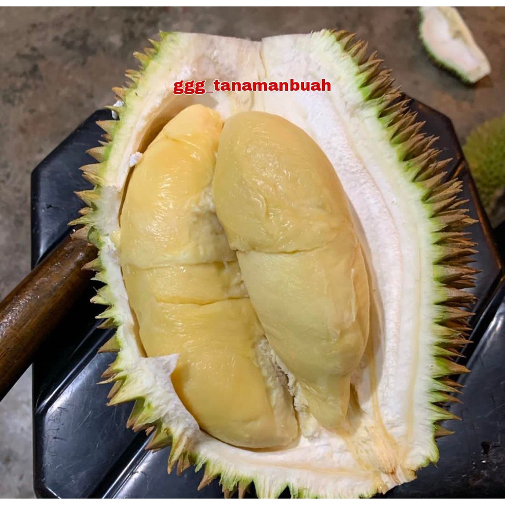 Bibit Durian D24 Super Okulasi Cepat Berbuah