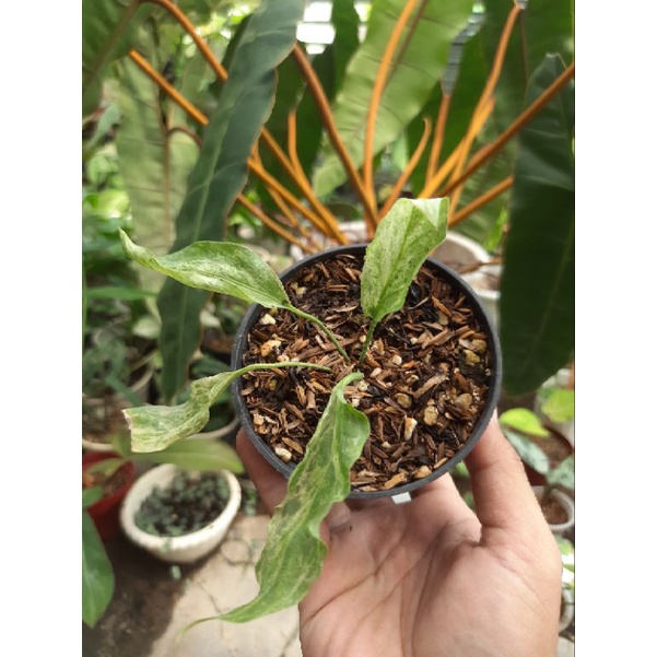 gelombang cinta varigata putih