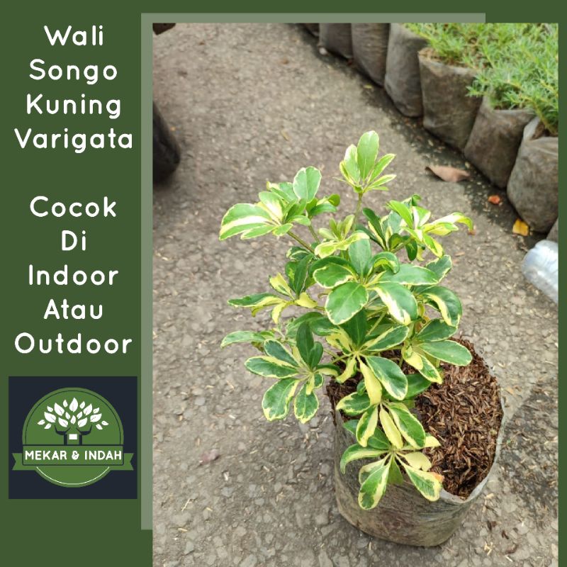 tanaman hias walisongo varigata, pohon walisongo varigata