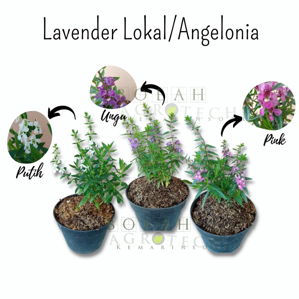 Bibit Tanaman Hias Bunga Lavender lokal Bunga Angelonia Cantik Kondisi Berbunga Bisa Pilih Warna