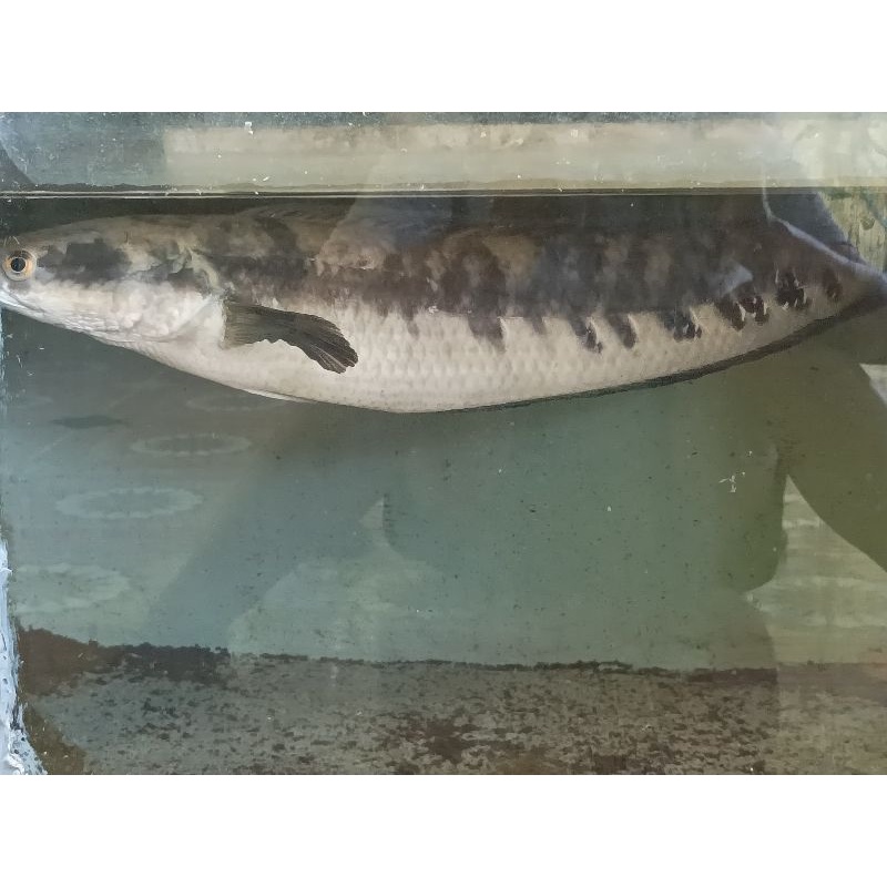 IKAN CHANA MARU 45 CM