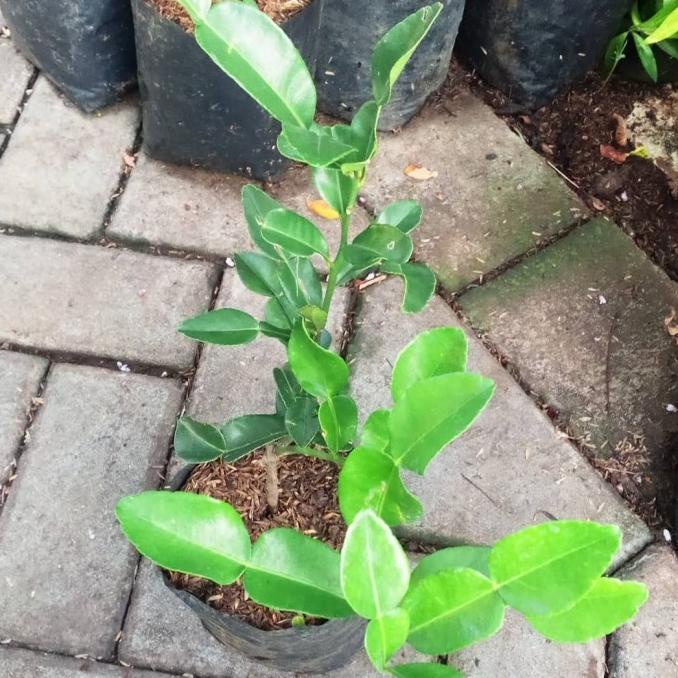 joss Bibit Tanaman Buah Jeruk Purut-Pohon Daun Jeruk Purut-Daun Jeruk Bumbu viral