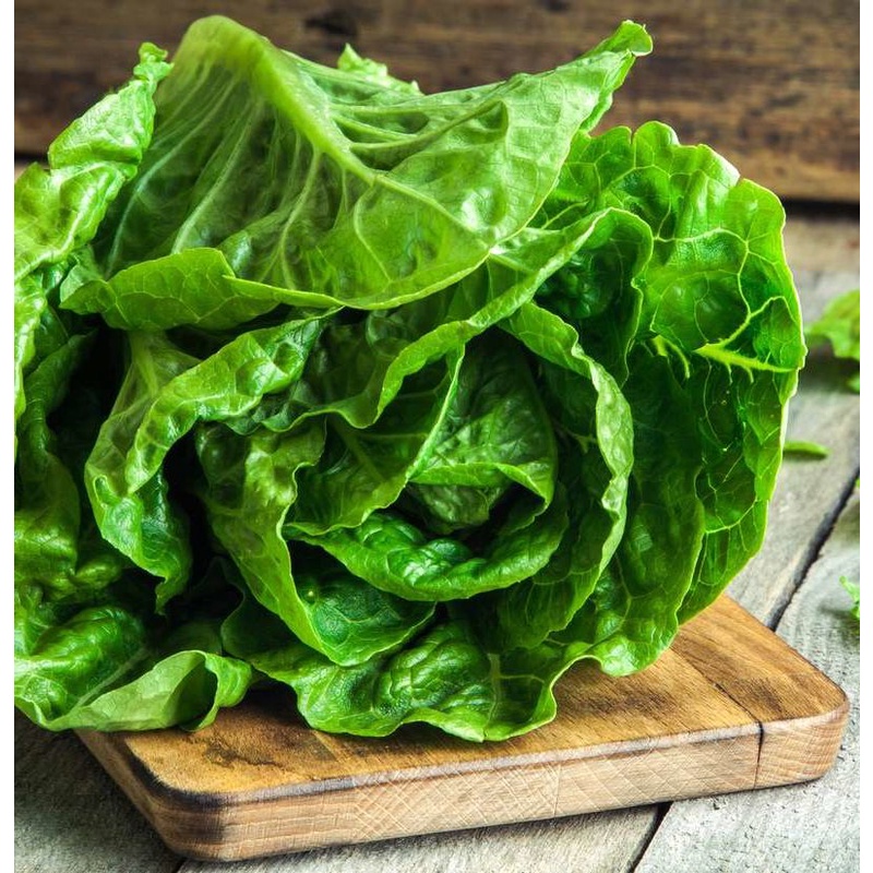 Benih Sayur Selada Green Romaine Bibit Sayuran Selada Lettuce Green Romaine Hijau Benih Sayuran Berkualitas