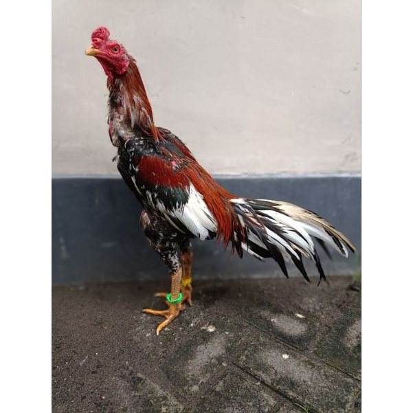 ring 2.0 - 2.4 gelang kaki ayam bebek unggas bercode ukuran bisa di atur zeorfarm