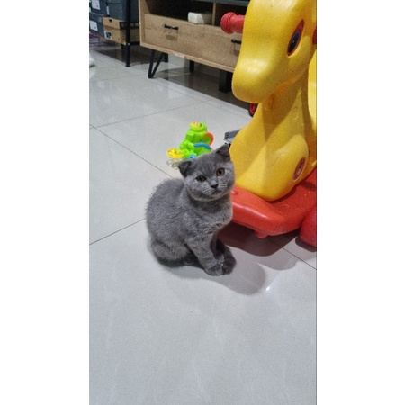 boneka kucing scottish