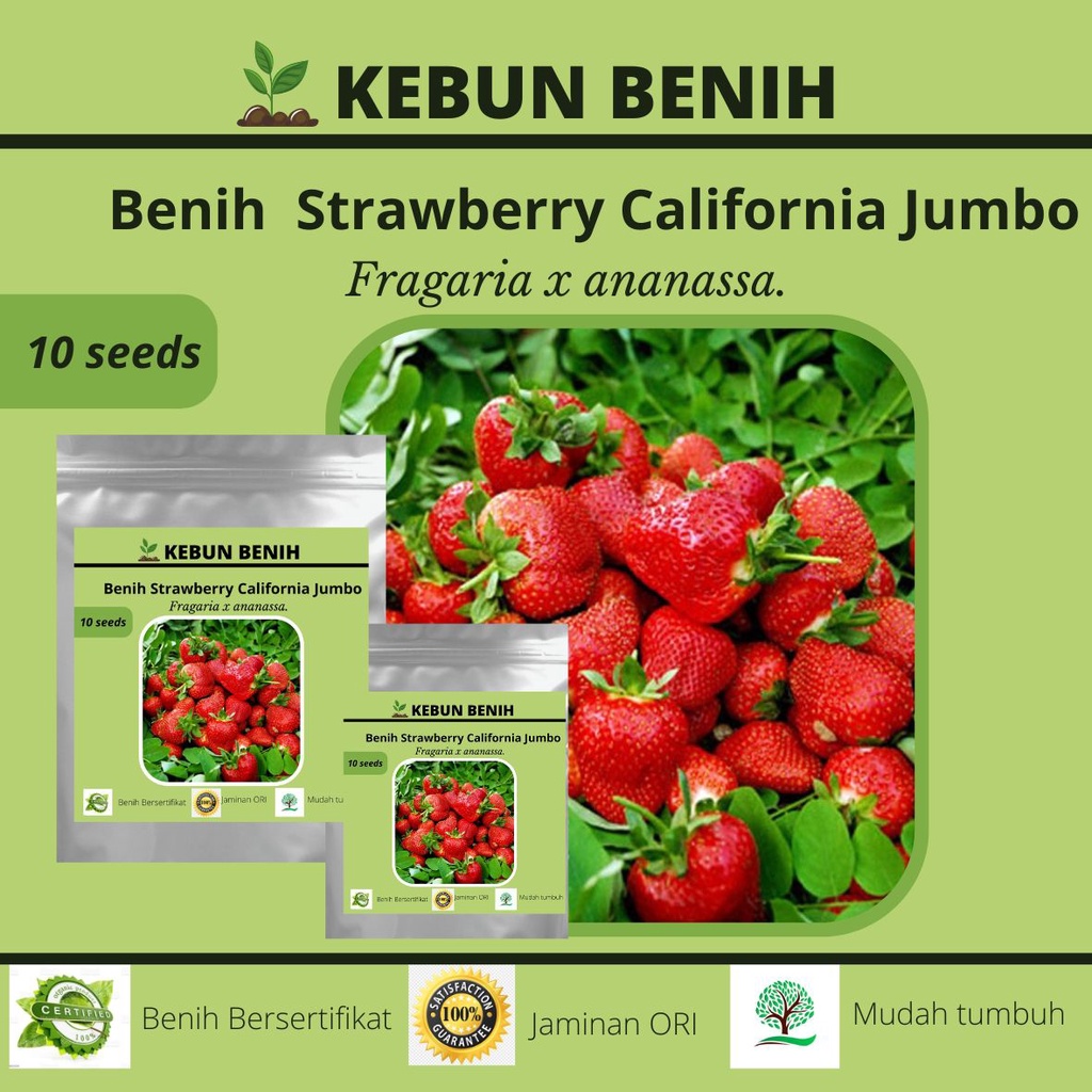 Benih Tanaman Strawberry Jumbo Kualitas Unggul