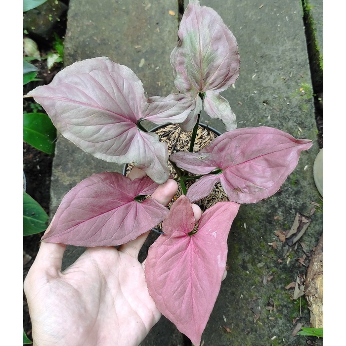 Tanaman Syngonium Pink Perfection Original - Singonium Pink Perfection