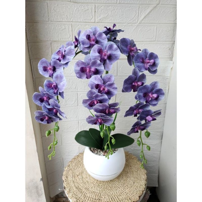 Anggrek Dendrobium - Bunga Anggrek Dendrobium Hidup - Tanaman hias hidup- Bunga Hidup- Anggrek Dendr