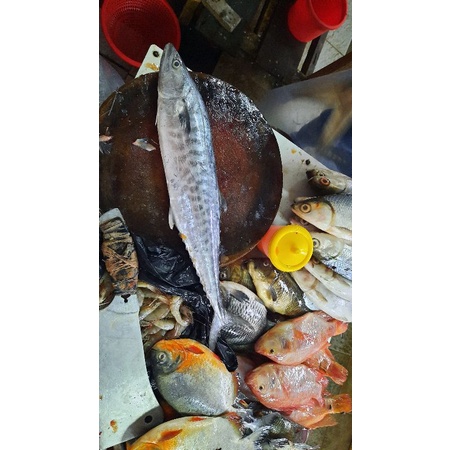 

Ikan tenggiri segar