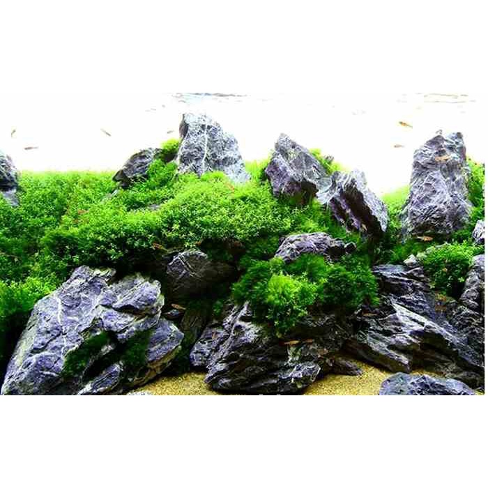 Jual Batu Turly Turley Stone - Hardscape Turli Aquascape Aquarium ...