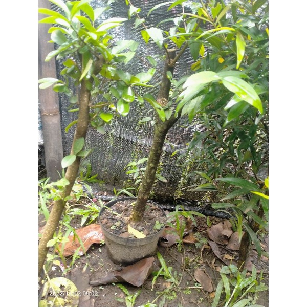 bahan bonsai anting putri prokar