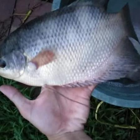 IKAN GURAME HIDUP - EKOR