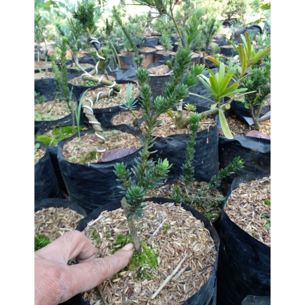 Lohansung Airbrush/ Lohansung Mikro