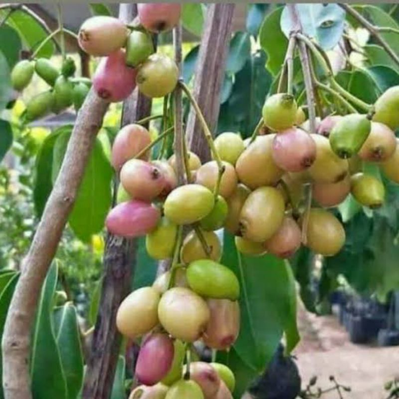 Bibit Buah Jamblang Putih/Duwet Hasil Okulasi