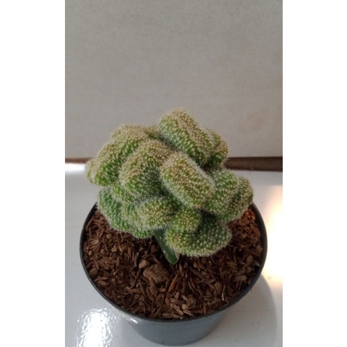 Kaktus Peanuts Cristata