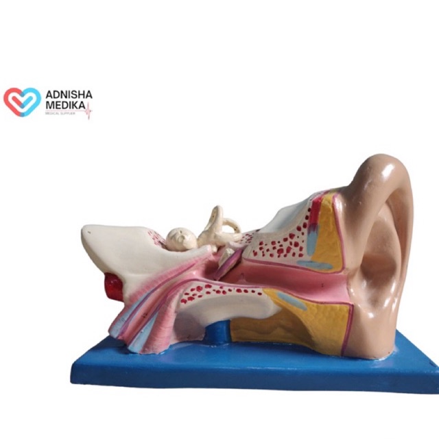 MANIKIN MODEL TELINGA / PHANTOM MANIKIN