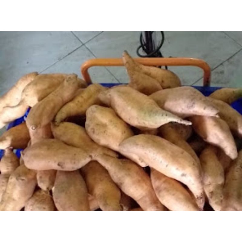 

Ubi Cilembu Mentah