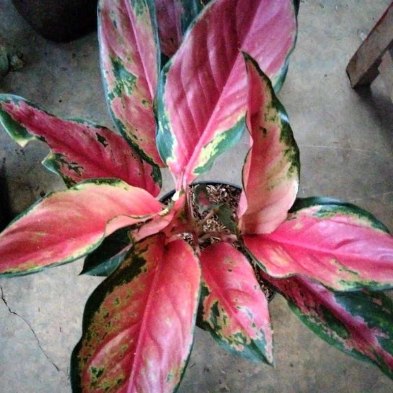 aglonema kocin kamelon rumpun