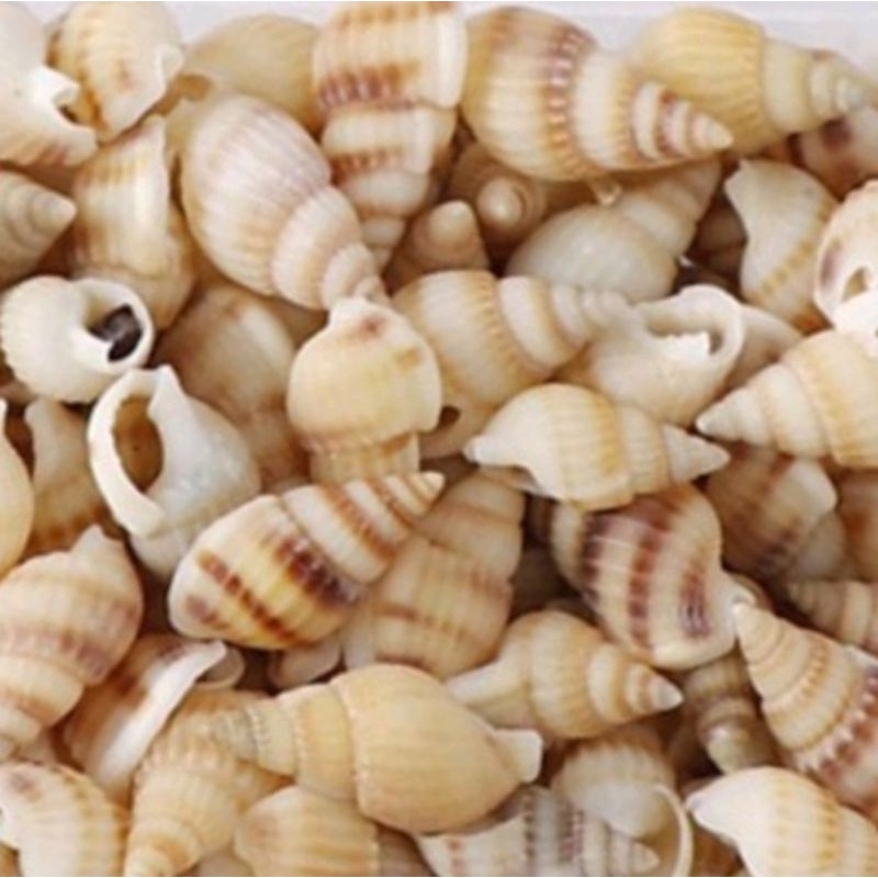 Hiasan Keong Laut untuk Resin