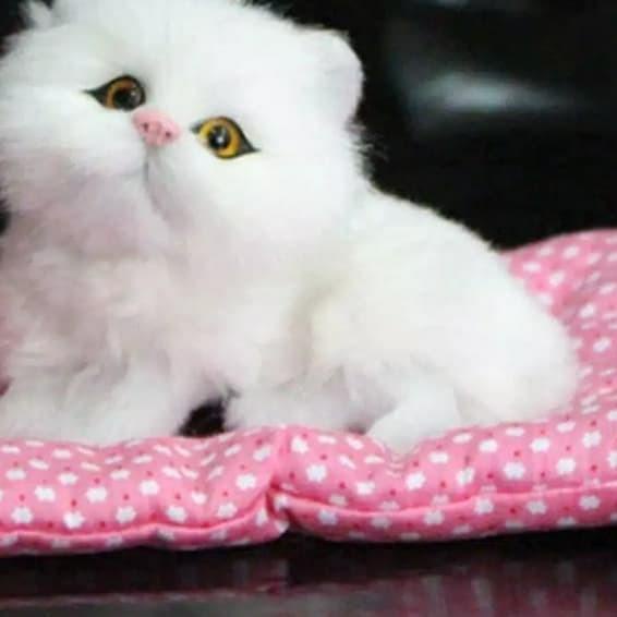 boneka kucing mainan prank boneka lucu unik mainan kucing bersuara cat - Kuning