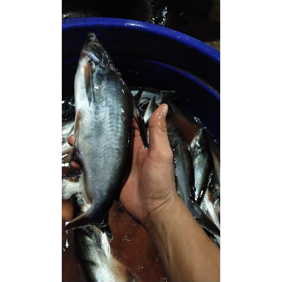 

Ikan Patin
