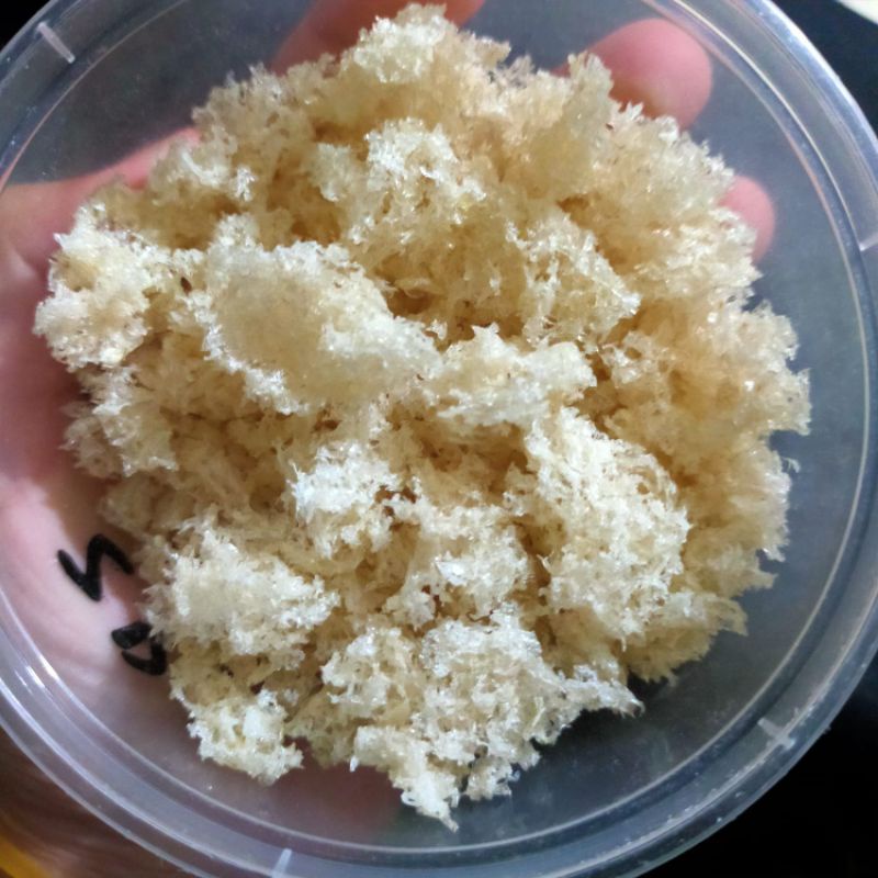 

Sarang burung walet remukan kering